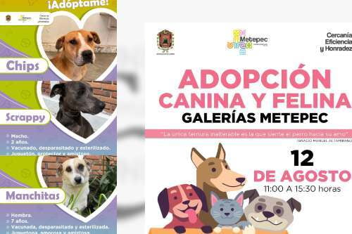 Feria de Adopciones de perros y gatos en Galerías Metepec